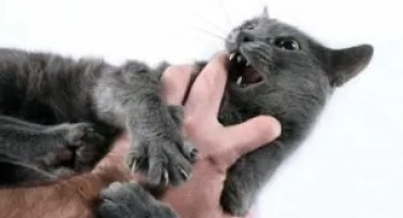 Как да отбия котка, която да хапеш и да се надраскаш?